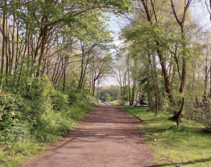 A path through an avenue of trees in a park